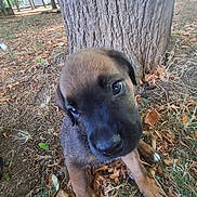Kaïdo a rejoint le concours — aidez-le/la à gagner de superbes lots ! puppy, dog, tree_trunk, leaves, outdoor, grass, nature, young_dog, brown_fur, black_muzzle, curious, head_tilt, close_up, park, canine, pet, animal, autumn, ground, daylight