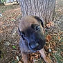 puppy, dog, tree_trunk, leaves, outdoor, grass, nature, young_dog, brown_fur, black_muzzle, curious, head_tilt, close_up, park, canine, pet, animal, autumn, ground, daylight