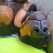 Zeus is registered to the contest to win money with this photo: animal, black, brown, canine, close_up, couch, cozy, dog, friendly, fur, indoor, lying_down, nose, pet, portrait, relaxed, resting, sleeping, snout, texture