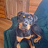 Zeus joined the competition — help win amazing prizes! animal, canine, companion, cozy, curious, dog, domestic, furniture, green_chair, indoor, looking, pet, portrait, puppy, relaxed, rottweiler, sitting, wood_paneling, wooden_door, young_dog