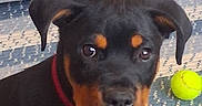 Zeus is registered to the contest to win money with this photo: animal, black, brown, carpet, collar, companion, curious, cute, dog, domestic, ears, face, floor, indoor, pet, playful, puppy, rottweiler, tennis_ball, young