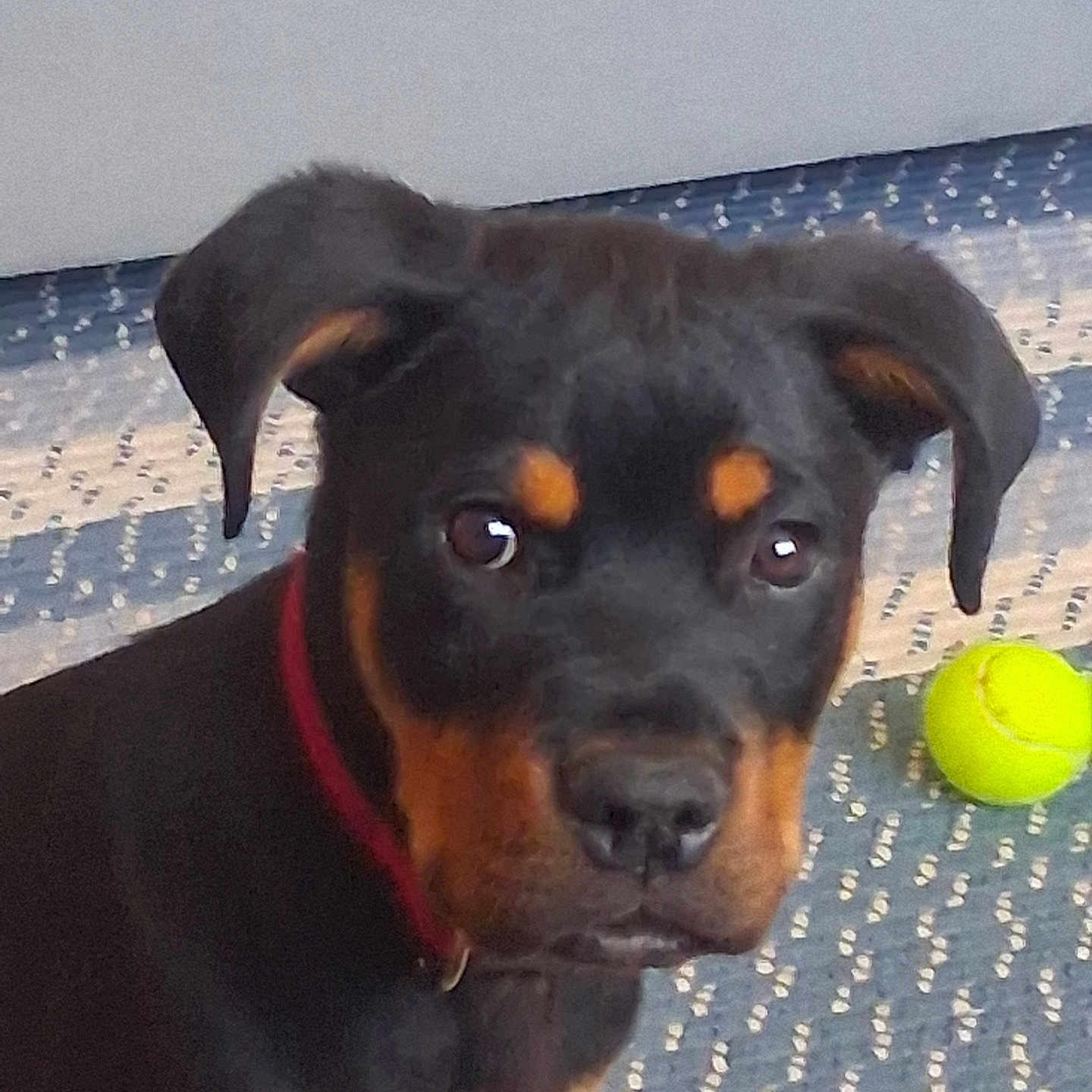 Zeus