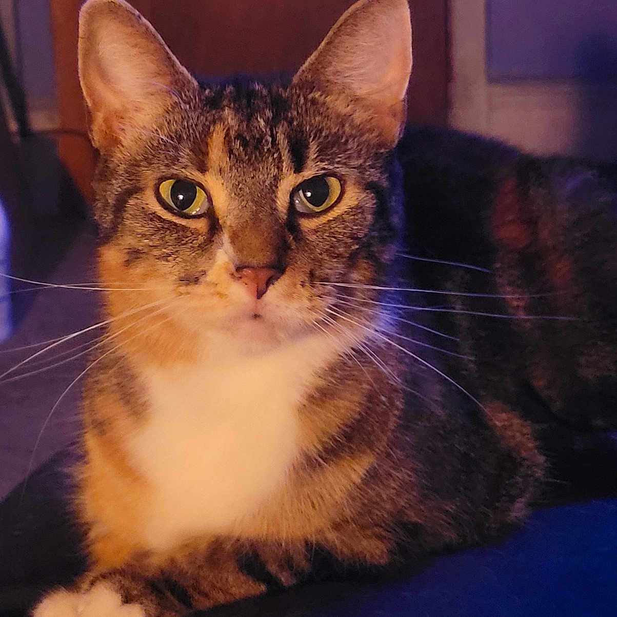 Lulu is registered to the contest to win money with this photo: animal, cat, closeup, cozy, domestic_animal, ears, eyes, face, feline, fur, indoor, lying_down, mammal, paw, pet, portrait, quiet, relaxed, tabby, whiskers