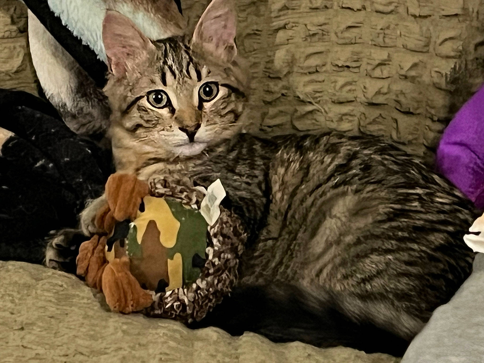 Strut is registered to the contest to win money with this photo: carnivore, cat, cat_supply, claw, comfort, domestic_short_haired_cat, felidae, fur, grass, painting, paw, sitting, small_to_medium_sized_cats, snout, tail, terrestrial_animal, whiskers, wildlife