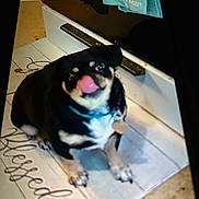Binx is registered to the contest to win money with this photo: animal, black_dog, blurry, close_up, collar, companion, cute, dog, floor, indoor, looking_up, mat, pet, phone_screen, playful, reflection, tag, tan_markings, text_on_mat, tongue_out