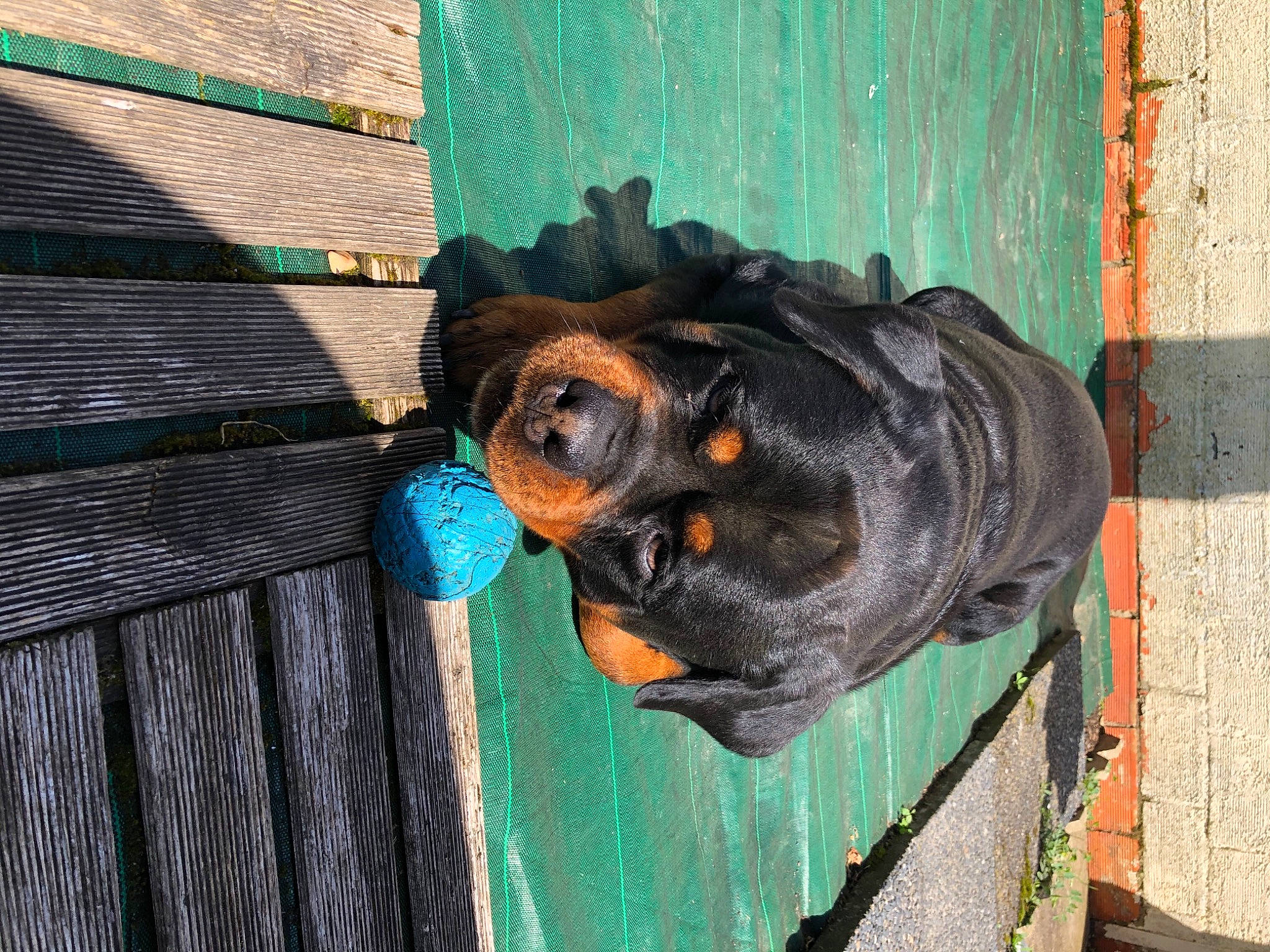 Jarod a rejoint le concours — aidez-le/la à gagner de superbes lots ! art, canidae, carnivore, dog_breed, door, electric_blue, green, rottweiler, snout, sporting_group, terrestrial_animal, tints_and_shades, visual_arts, wood, working_animal