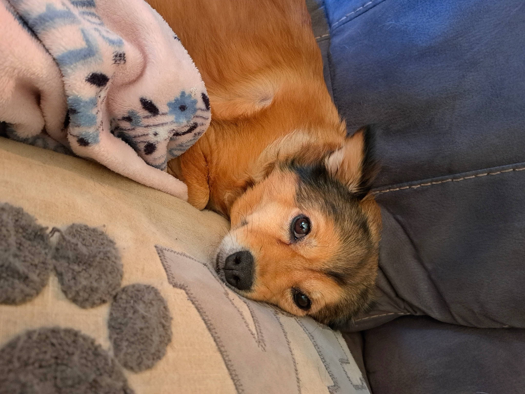 Luna is registered to the contest to win money with this photo: bedding, canidae, carnivore, comfort, companion_dog, dog, dog_bed, dog_breed, dog_supply, fawn, fur, linens, nap, paw, spitz, sporting_group, toy_dog, watch, whiskers, working_animal