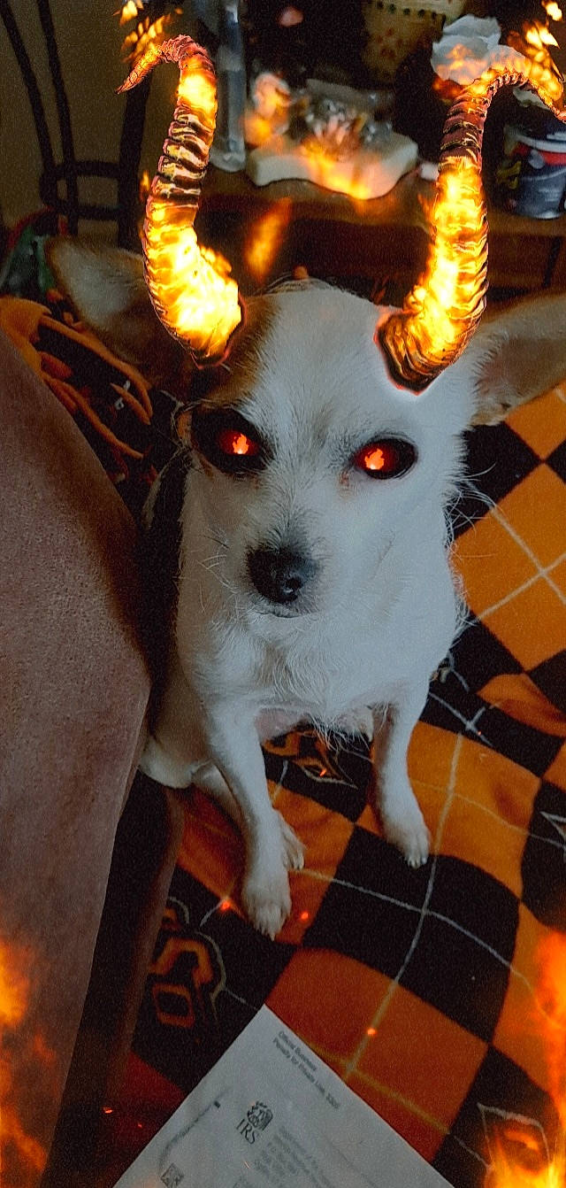 Lilly joined the competition — help win amazing prizes! antler, canidae, carnivore, companion_dog, dog, dog_breed, dog_supply, event, fawn, fictional_character, flooring, fur, hat, orange, snout, sporting_group, tail, toy_dog, whiskers, working_animal