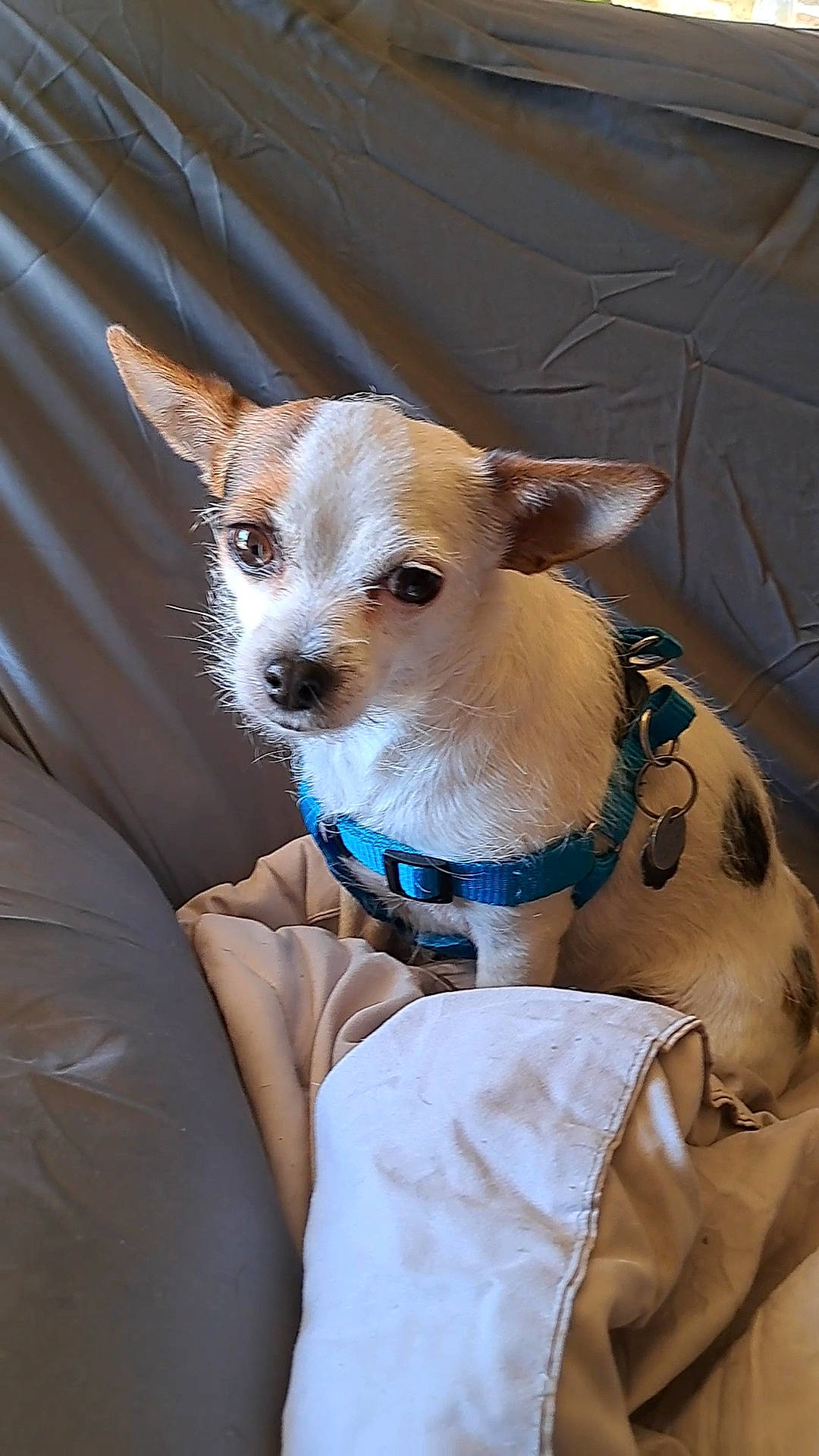 Lilly joined the competition — help win amazing prizes! canidae, carnivore, collar, companion_dog, dog, dog_breed, dog_clothes, dog_collar, dog_supply, fawn, fur, irishjacks, leash, snout, soft_drink, sporting_group, terrier, toy_dog, whiskers, working_animal