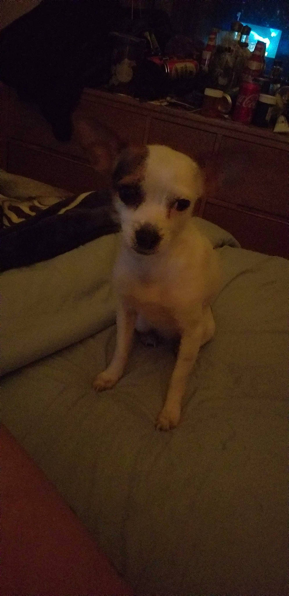 Lilly joined the competition — help win amazing prizes! canidae, carnivore, comfort, companion_dog, dog, dog_breed, fawn, flooring, fur, hardwood, paw, puppy_love, snout, sporting_group, tail, terrestrial_animal, toy_dog, whiskers, wood, working_animal