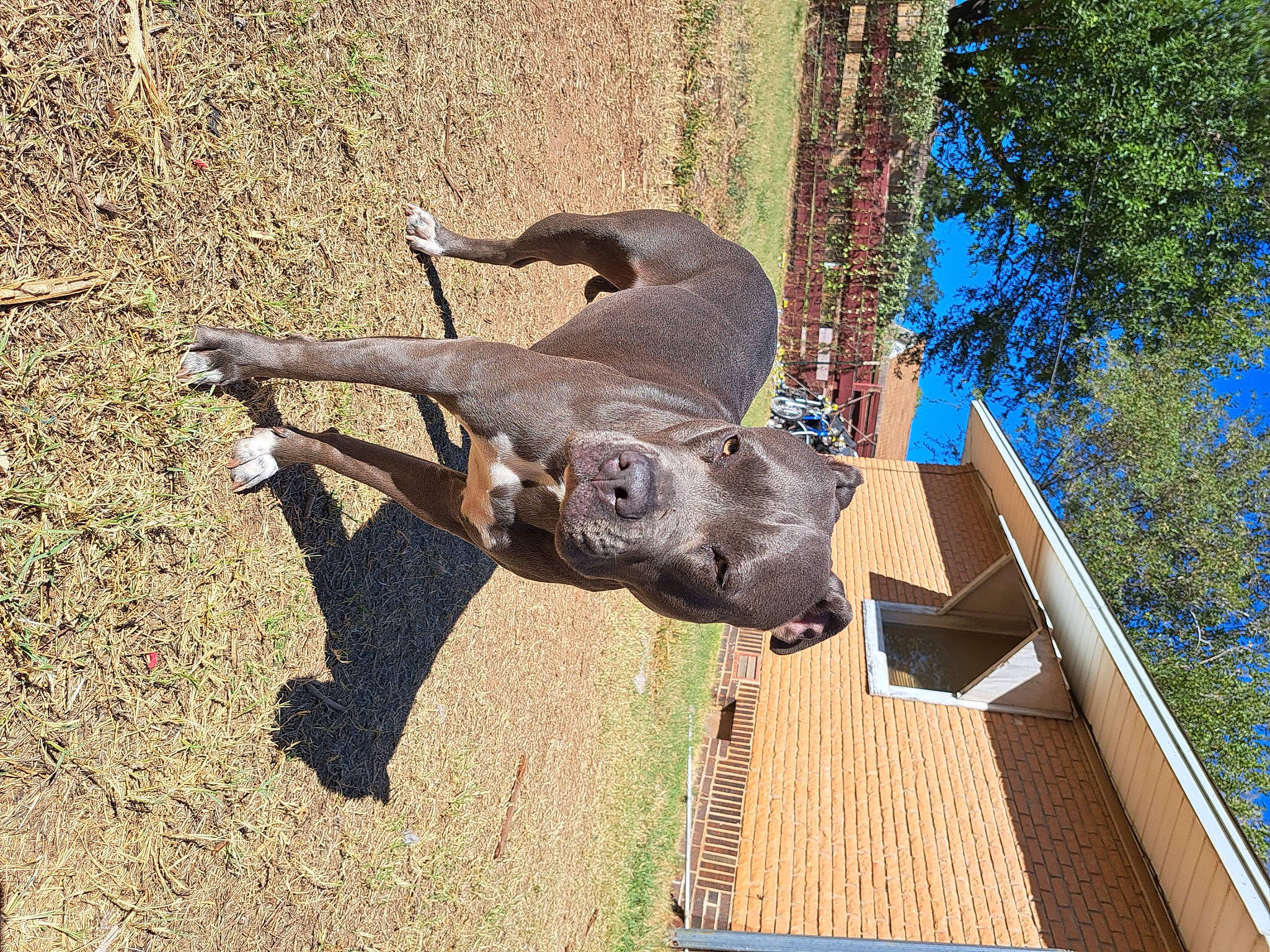 Blu joined the competition — help win amazing prizes! art, canidae, dinosaur, dog_breed, elephant, fawn, grass, guard_dog, liver, sculpture, snout, soil, sporting_group, statue, tail, terrestrial_animal, tree, wildlife, wood, working_animal