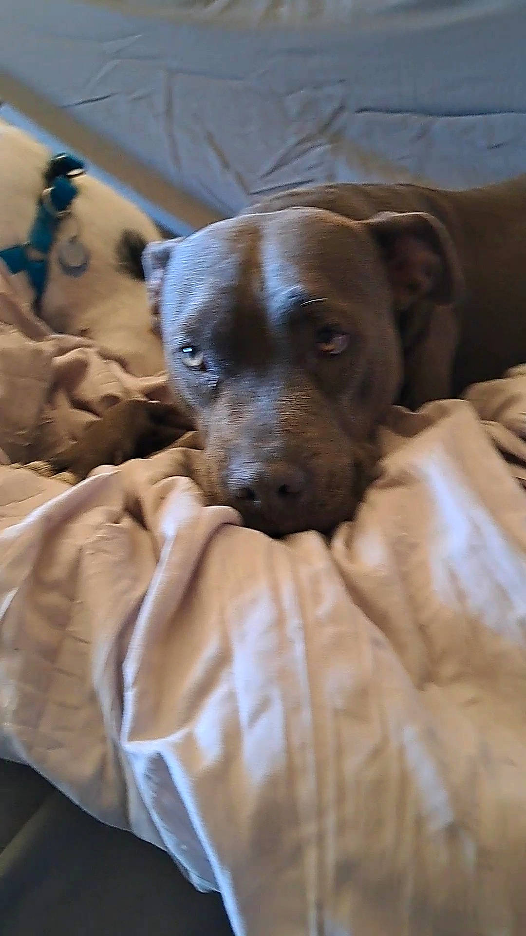 Blu is registered to the contest to win money with this photo: canidae, carnivore, comfort, companion_dog, dog, dog_breed, fawn, fur, guard_dog, linens, liver, nap, non_sporting_group, puppy, snout, sporting_group, terrestrial_animal, whiskers, working_animal, wrinkle