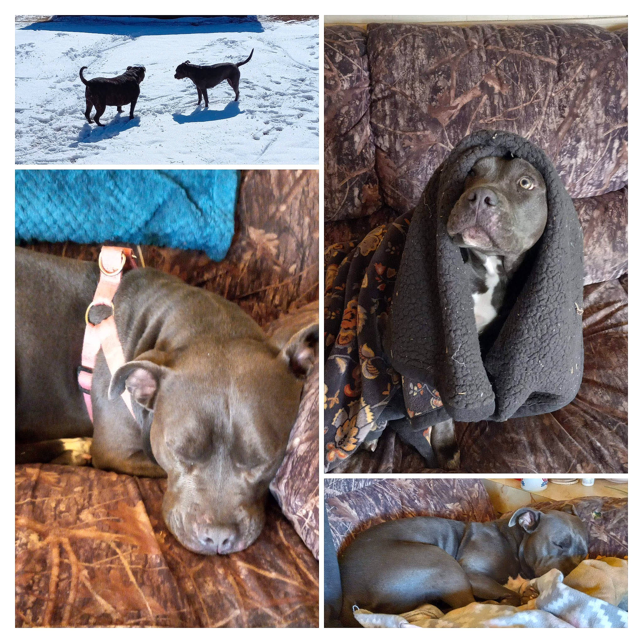 Blu joined the competition — help win amazing prizes! carnivore, collage, companion_dog, dog, dog_breed, electric_blue, fashion_accessory, fawn, felidae, font, fur, jaw, liver, mammal, photograph, snout, sporting_group, vertebrate, wildlife, working_animal
