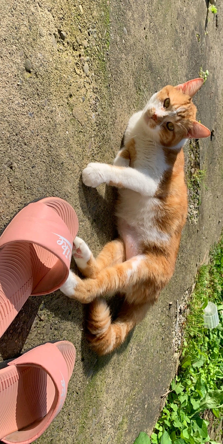 Tang joined the competition — help win amazing prizes! animal, cat, city, clothing, face, footwear, grass, herbal, herbs, kitten, pet, plant, pottedplant, rock, sandal, shoe, slate, soil, summer, tape