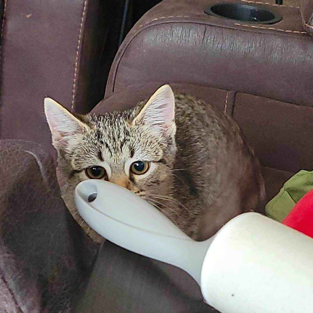 Taz joined the competition — help win amazing prizes! abyssinian, alloywheel, animal, architecture, armchair, building, car, cat, chair, couch, cushion, furniture, homedecor, indoors, kitten, livingroom, pet, room, transportation, vehicle