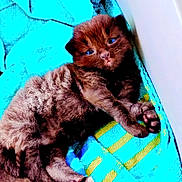 Emmy joined the competition — help win amazing prizes! kitten, cat, blue_eyes, brown_fur, fluffy, towel, striped_towel, resting, cute, pet, animal, indoor, close_up, feline, small, young, cozy, sleepy, soft, relaxed