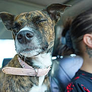 Bellany joined the competition — help win amazing prizes! dog, pet, car, collar, animal, brindle, close_up, person, tattoo, glasses, interior, seat, window, daylight, portrait, side_view, relaxation, travel, companion, calm