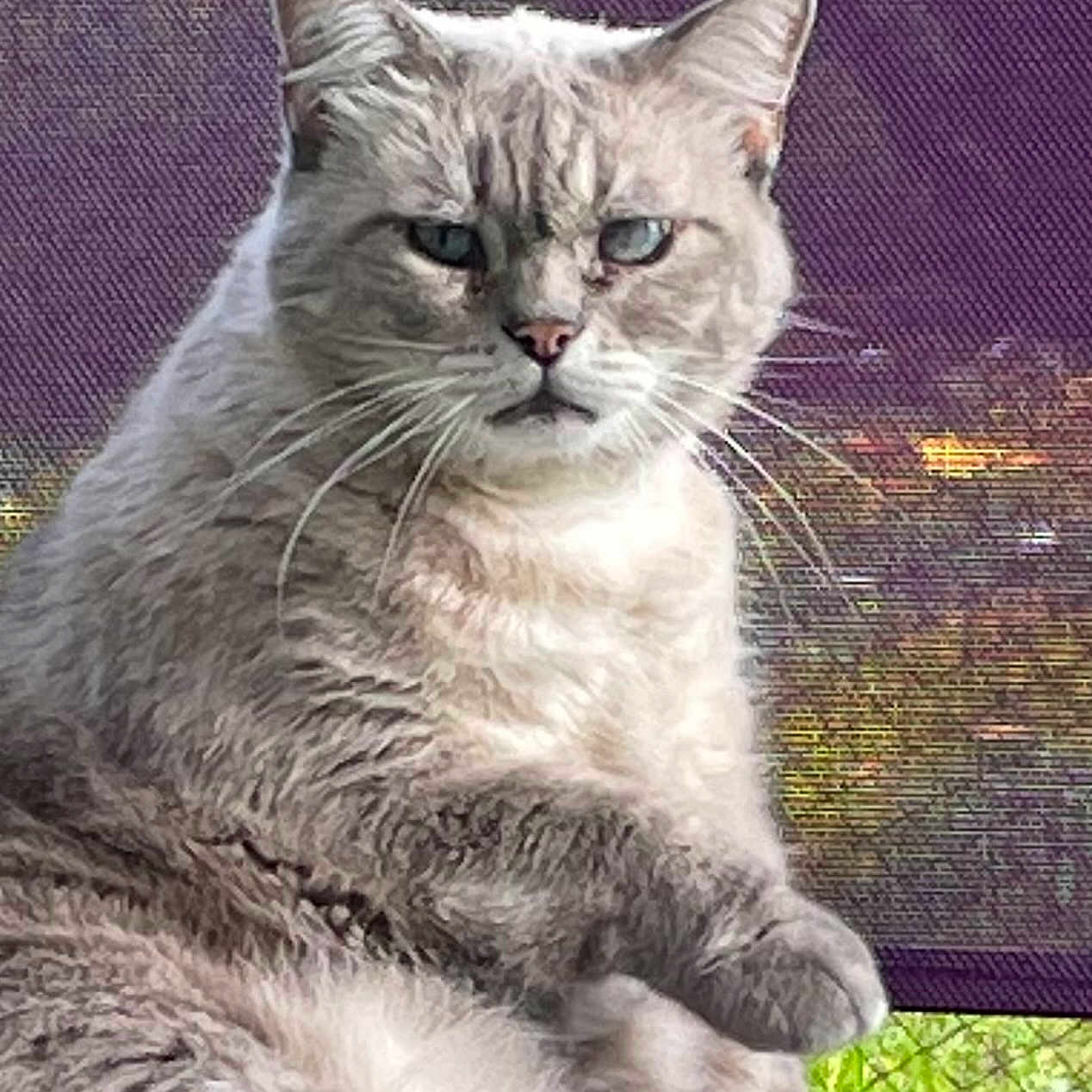 Siam participe au concours pour gagner de l'argent avec cette photo : abyssinian, angora, animal, brasssection, cat, egyptiancat, horn, kitten, manx, musicalinstrument, pet, siamese