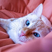 Dobby participe au concours pour gagner de l'argent avec cette photo : cat, blue_eyes, close_up, whiskers, relaxed, lying_down, soft_fabric, coral_color, pet, animal, feline, cute, cozy, portrait, indoor, fur, muzzle, nose, ear, sleepy