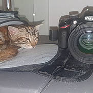 Uzume a rejoint le concours — aidez-le/la à gagner de superbes lots ! cat, tabby_cat, camera, camera_bag, sleepy, pet, feline, indoor, resting, gray_surface, black_bag, lens, electronics, close_up, animal, cozy, fur, soft, domestic_cat, photography_equipment