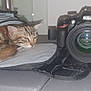 cat, tabby_cat, camera, camera_bag, sleepy, pet, feline, indoor, resting, gray_surface, black_bag, lens, electronics, close_up, animal, cozy, fur, soft, domestic_cat, photography_equipment