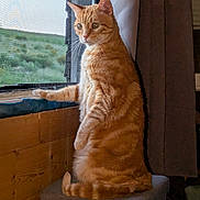 Helios a rejoint le concours — aidez-le/la à gagner de superbes lots ! cat, orange_tabby, window, looking_out, indoor, stool, curtain, wooden_wall, greenery_outside, pets, feline, domestic_cat, sitting, side_view, natural_light, cozy, quiet, resting, fur, animal