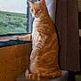 cat, orange_tabby, window, looking_out, indoor, stool, curtain, wooden_wall, greenery_outside, pets, feline, domestic_cat, sitting, side_view, natural_light, cozy, quiet, resting, fur, animal