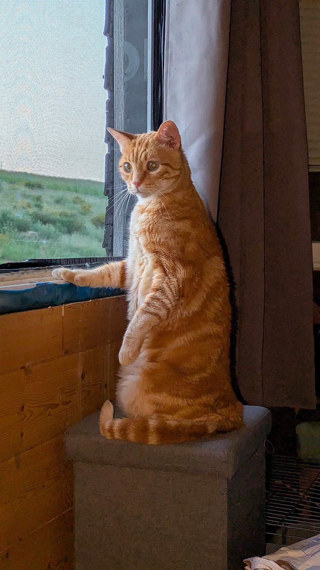 Helios