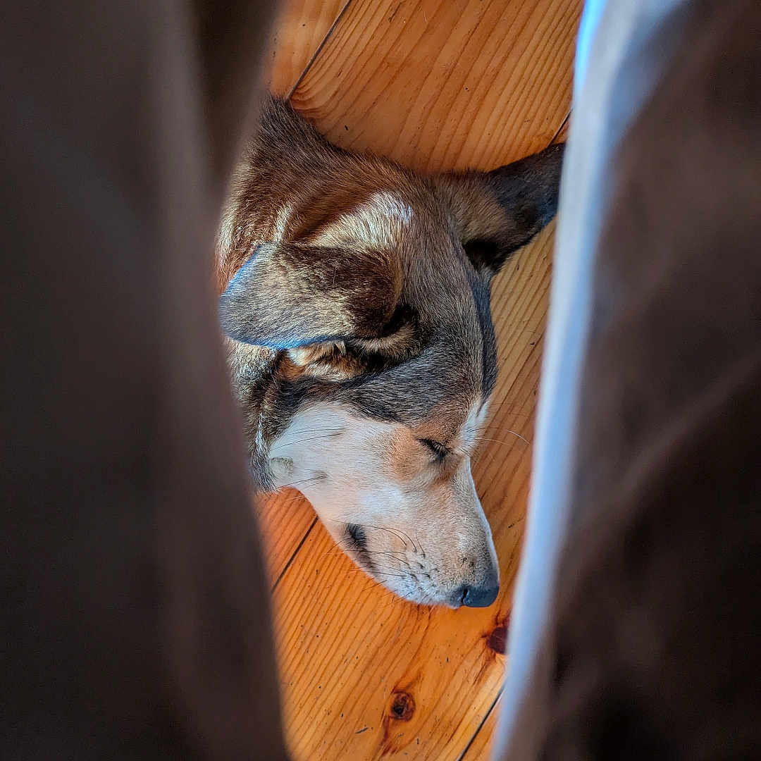 Loki a rejoint le concours — aidez-le/la à gagner de superbes lots ! animal, brown, calm, canine, closeup, cozy, dog, ears, floorboards, fur, hidden, indoors, peaceful, pet, quiet, relaxation, resting, sleeping, snout, wooden_floor