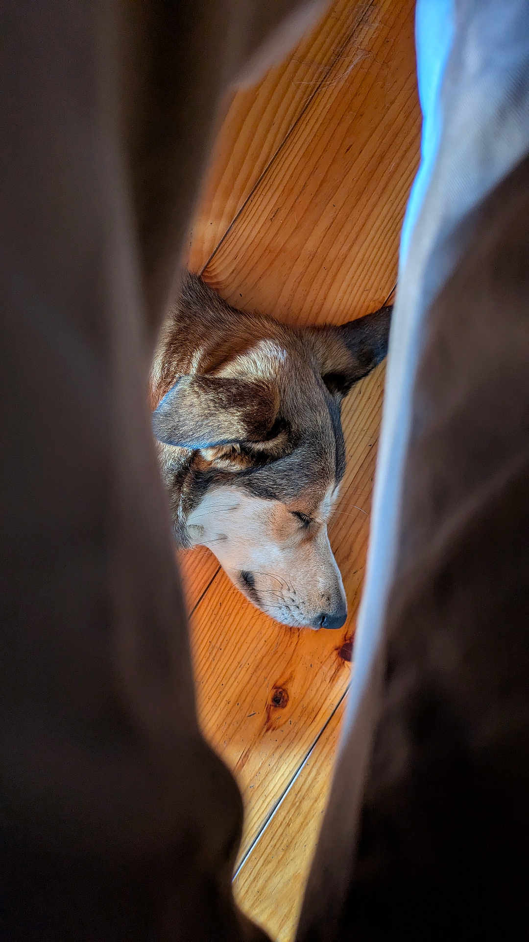 Loki