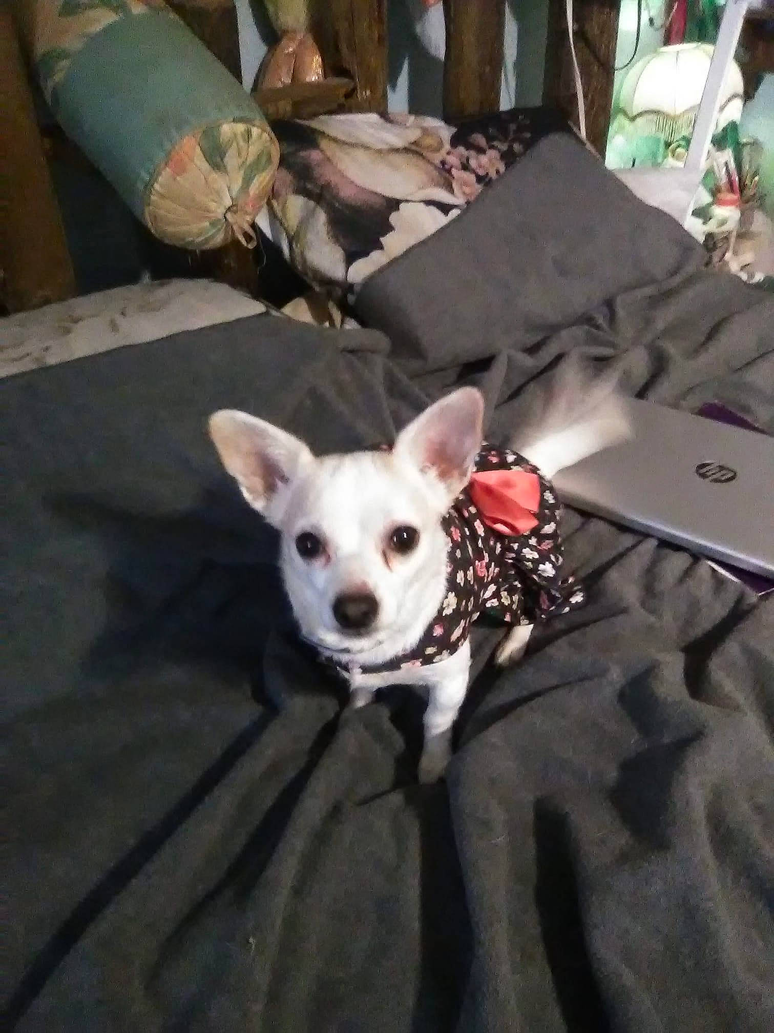 Tiny joined the competition — help win amazing prizes! canidae, carnivore, chihuahua, comfort, companion_dog, corgi_chihuahua, dog, dog_breed, dog_clothes, dog_supply, fawn, fur, linens, mobile_phone, snout, sporting_group, tail, toy_dog, whiskers, working_animal