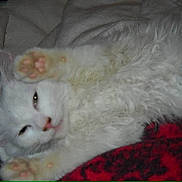 Snow joined the competition — help win amazing prizes! animal, blanket, cat, closeup, cozy, cute, feline, fluffy, fur, indoor, lying_down, mammal, paws_up, pet, red_blanket, relaxed, resting, sleepy, whiskers, white_cat