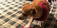 Casper is registered to the contest to win money with this photo: animal, bed, bedroom, canine, clothing, dog, face, footwear, furniture, head, homedecor, hound, indoors, interiordesign, person, pet, photography, portrait, puppy, room