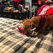 Casper is registered to the contest to win money with this photo: animal, baby, bed, bedroom, blanket, canine, dog, face, furniture, head, hound, indoors, person, pet, photography, portrait, puppy, quilt, room, sleeping
