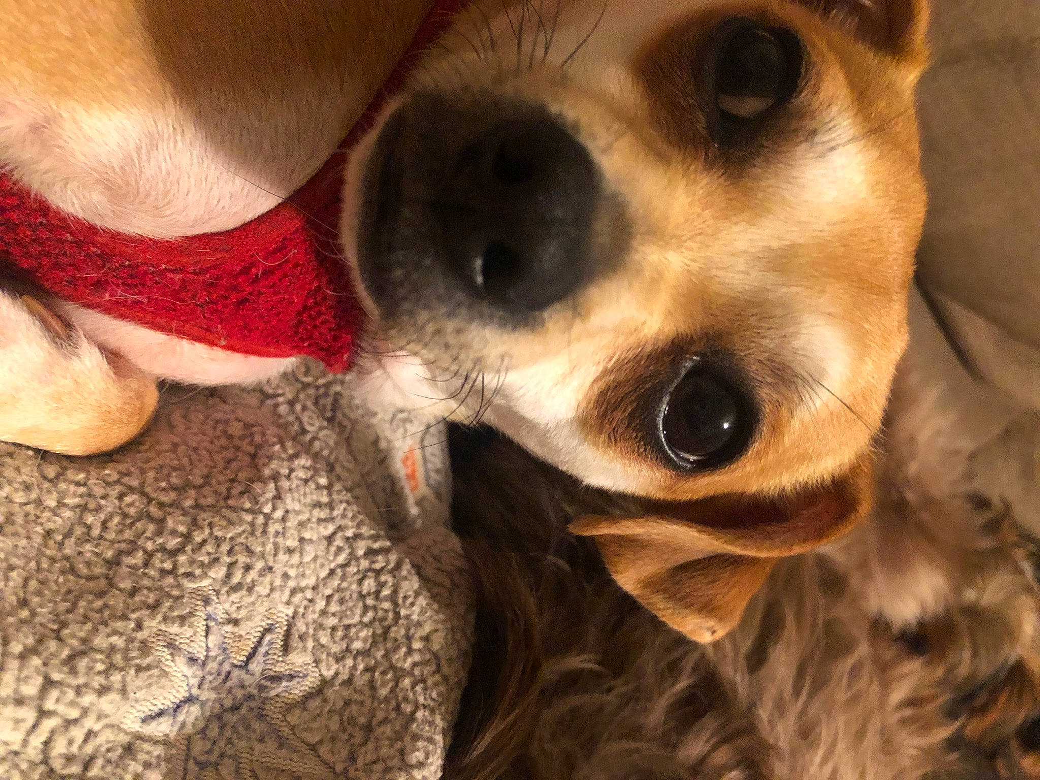 Casper joined the competition — help win amazing prizes! canidae, carnivore, companion_dog, dog, dog_breed, dog_collar, ear, eyewear, fawn, fur, goggles, nose, puppy_love, selfie, snout, sporting_group, sunglasses, toy_dog, whiskers, working_animal