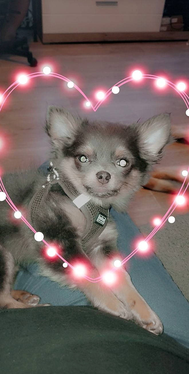 Sacha a rejoint le concours — aidez-le/la à gagner de superbes lots ! art, automotive_lighting, carnivore, dog_breed, event, fashion_accessory, fawn, felidae, fur, koala, light, magenta, pink, small_to_medium_sized_cats, snout, tail, umbrella, vertebrate, whiskers, working_animal