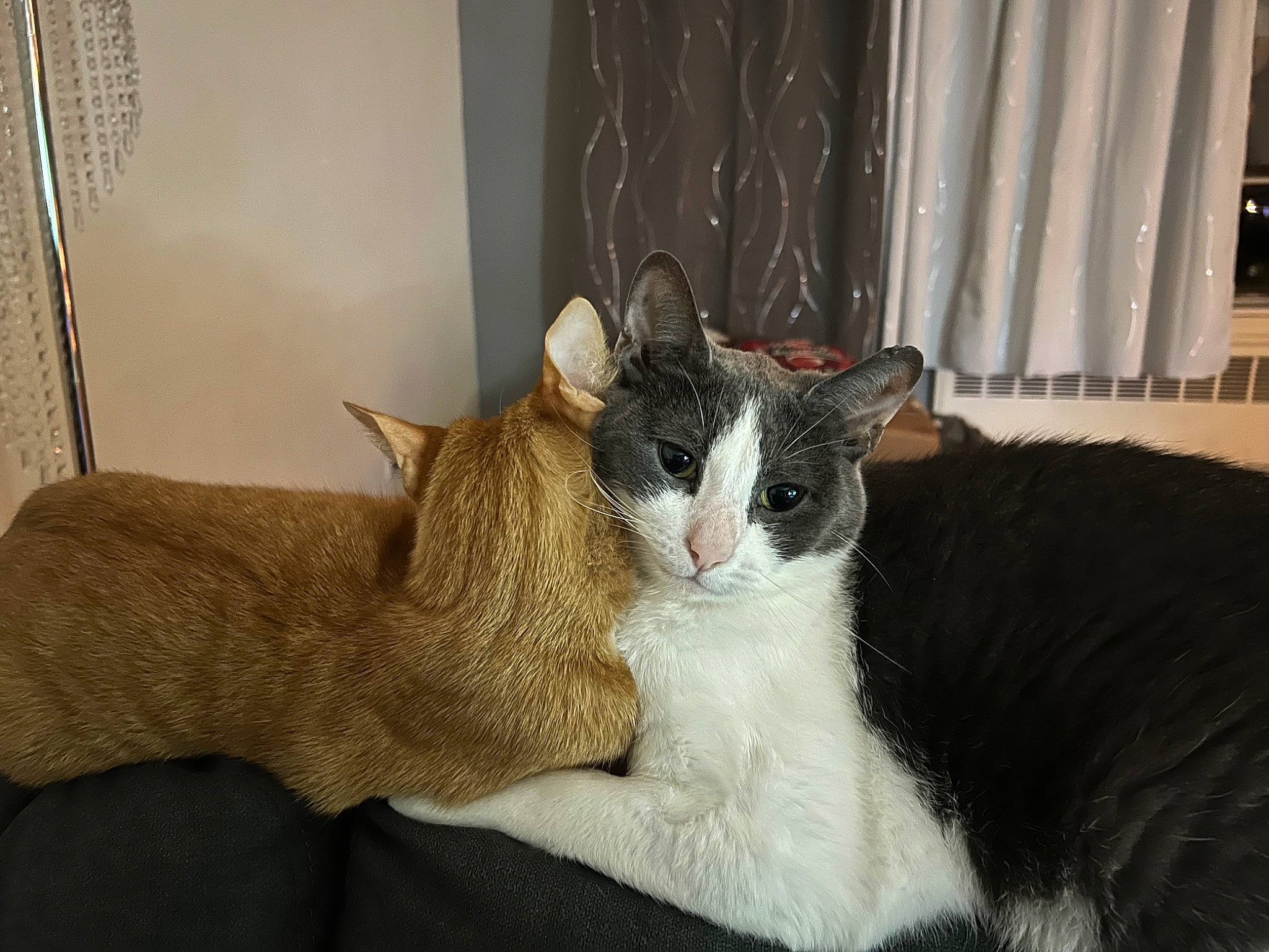 Caesar is registered to the contest to win money with this photo: carnivore, cat, cat_furniture, cat_supply, comfort, curtain, domestic_short_haired_cat, felidae, fur, linens, paw, pet_supply, room, small_to_medium_sized_cats, snout, tail, whiskers, window, window_treatment, wood