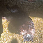 Athena joined the competition — help win amazing prizes! cat, sunlight, carpet, indoor, relaxed, shadow, feline, fluffy, patterned_floor, cozy, resting, warm_light, paw, domestic_animal, wooden_cabinet, vintage_style, lazy, pet, animal, home