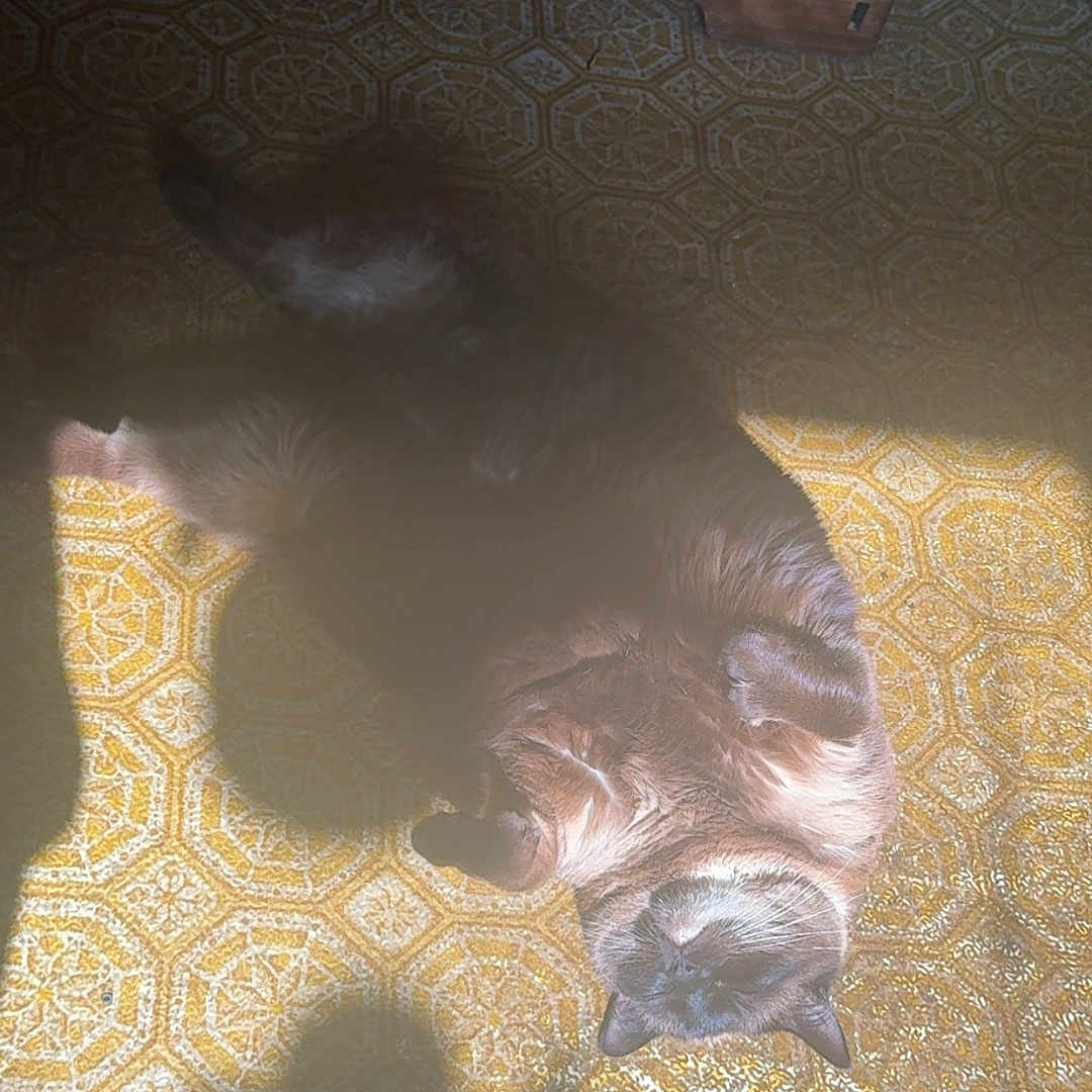Athena joined the competition — help win amazing prizes! cat, sunlight, carpet, indoor, relaxed, shadow, feline, fluffy, patterned_floor, cozy, resting, warm_light, paw, domestic_animal, wooden_cabinet, vintage_style, lazy, pet, animal, home