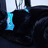 black_cat, cat, sleeping, pet, blue_harness, fur, indoor, cozy, resting, animal, cute, feline, domestic_cat, curled_up, quiet, peaceful, close_up, mammal, adorable, companion
