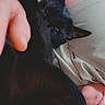 Raven is registered to the contest to win money with this photo: black_cat, cat, pet, person, human_hand, close_up, indoor, relaxing, cozy, comfort, animal, feline, resting, snuggling, casual_clothing, skin, face_partial, eyelids, ear, cuddle