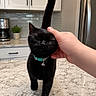Raven joined the competition — help win amazing prizes! black_cat, cat, pet, animal, indoor, kitchen, countertop, human_hand, collar, bell, happy, content, feline, tail_up, marble_countertop, plant, coffee_maker, cabinet, refrigerator, close_up