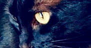 Raven joined the competition — help win amazing prizes! cat, black_cat, close_up, yellow_eyes, whiskers, ear, pet, animal, feline, portrait, looking_away, dark_background, fur, cute, domestic_cat, mammal, indoor, side_view, alert, closeup