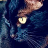 cat, black_cat, close_up, yellow_eyes, whiskers, ear, pet, animal, feline, portrait, looking_away, dark_background, fur, cute, domestic_cat, mammal, indoor, side_view, alert, closeup
