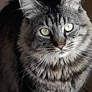 Pacha participe au concours pour gagner de l'argent avec cette photo : cat, tabby, feline, pet, animal, whiskers, ears, fur, green_eyes, closeup, portrait, indoor, looking, curious, muzzle, cute, domestic_cat, fluffy, face, mustache