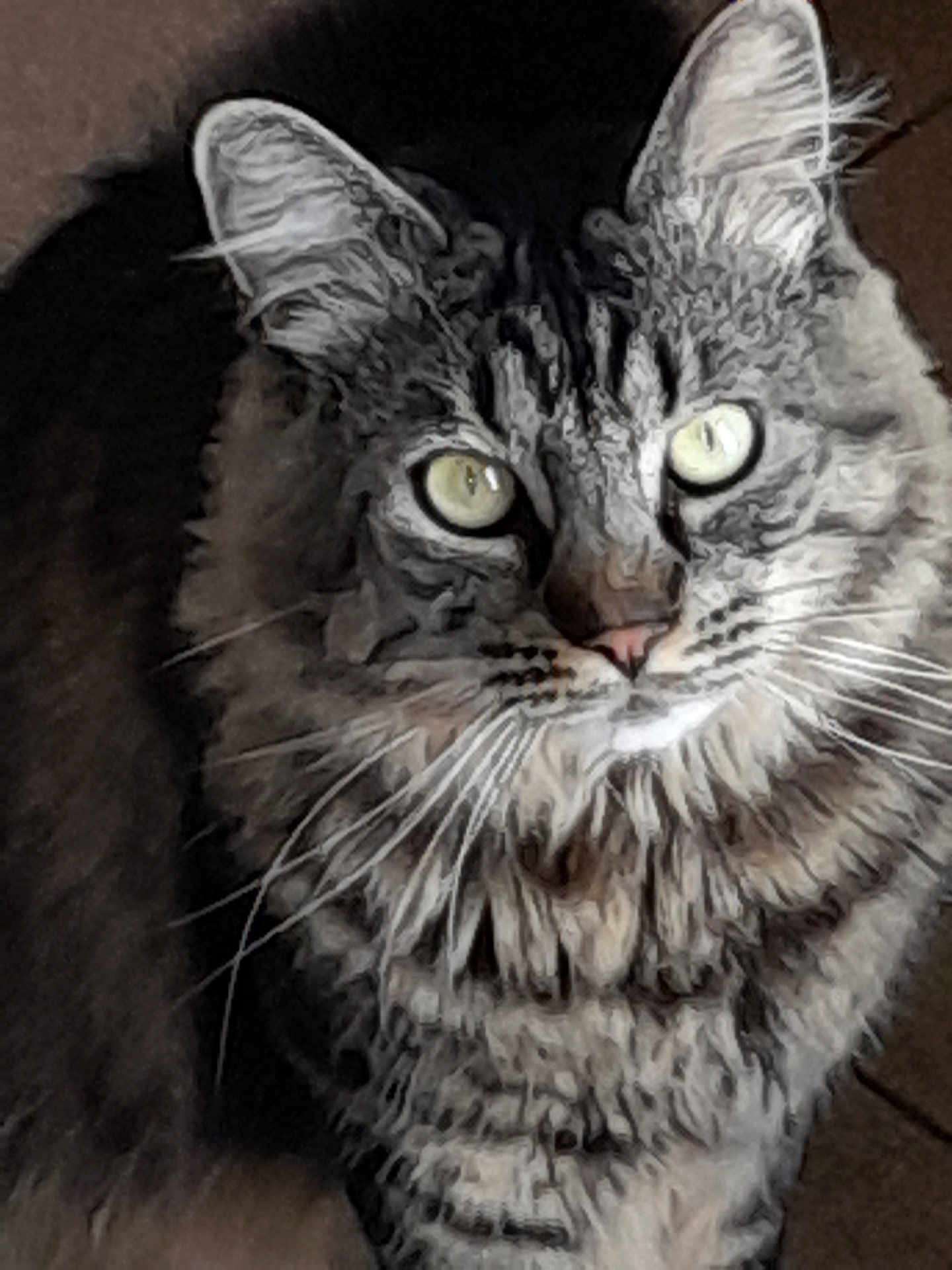 Pacha participe au concours pour gagner de l'argent avec cette photo : cat, tabby, feline, pet, animal, whiskers, ears, fur, green_eyes, closeup, portrait, indoor, looking, curious, muzzle, cute, domestic_cat, fluffy, face, mustache