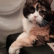 Gribouille a rejoint le concours — aidez-le/la à gagner de superbes lots ! cat, calico_cat, pet, animal, feline, whiskers, ears, fur, paw, leather, black, relaxed, indoor, closeup, portrait, cute, curious, sitting, looking, domestic_cat