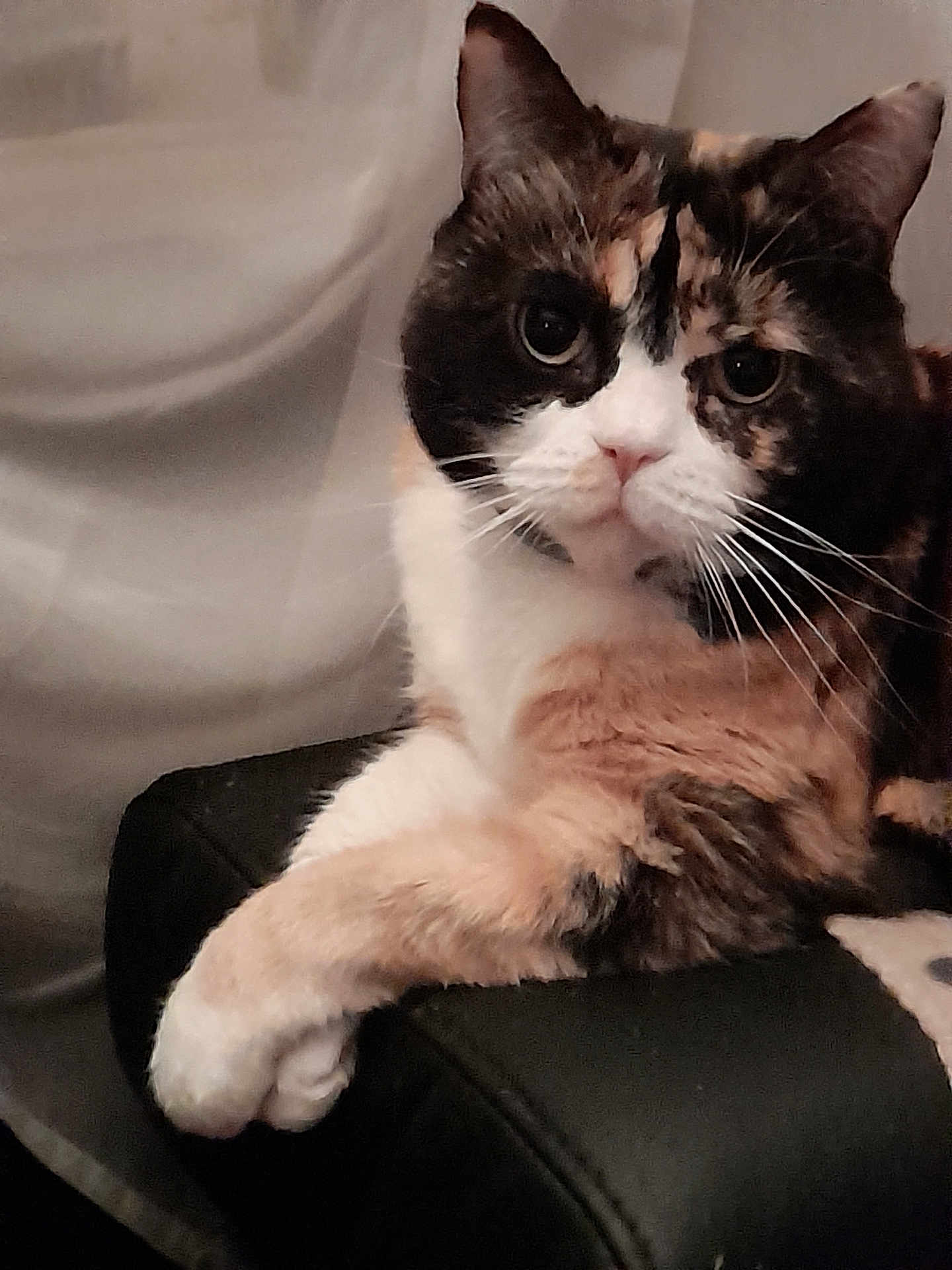 Gribouille a rejoint le concours — aidez-le/la à gagner de superbes lots ! cat, calico_cat, pet, animal, feline, whiskers, ears, fur, paw, leather, black, relaxed, indoor, closeup, portrait, cute, curious, sitting, looking, domestic_cat