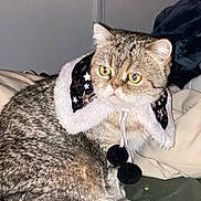 Olympe a rejoint le concours — aidez-le/la à gagner de superbes lots ! cat, animal, pet, feline, fur, yellow_eyes, hat, pom_poms, star_pattern, cozy, bed, blanket, indoor, portrait, cute, mammal, whiskers, ears, sitting, curious