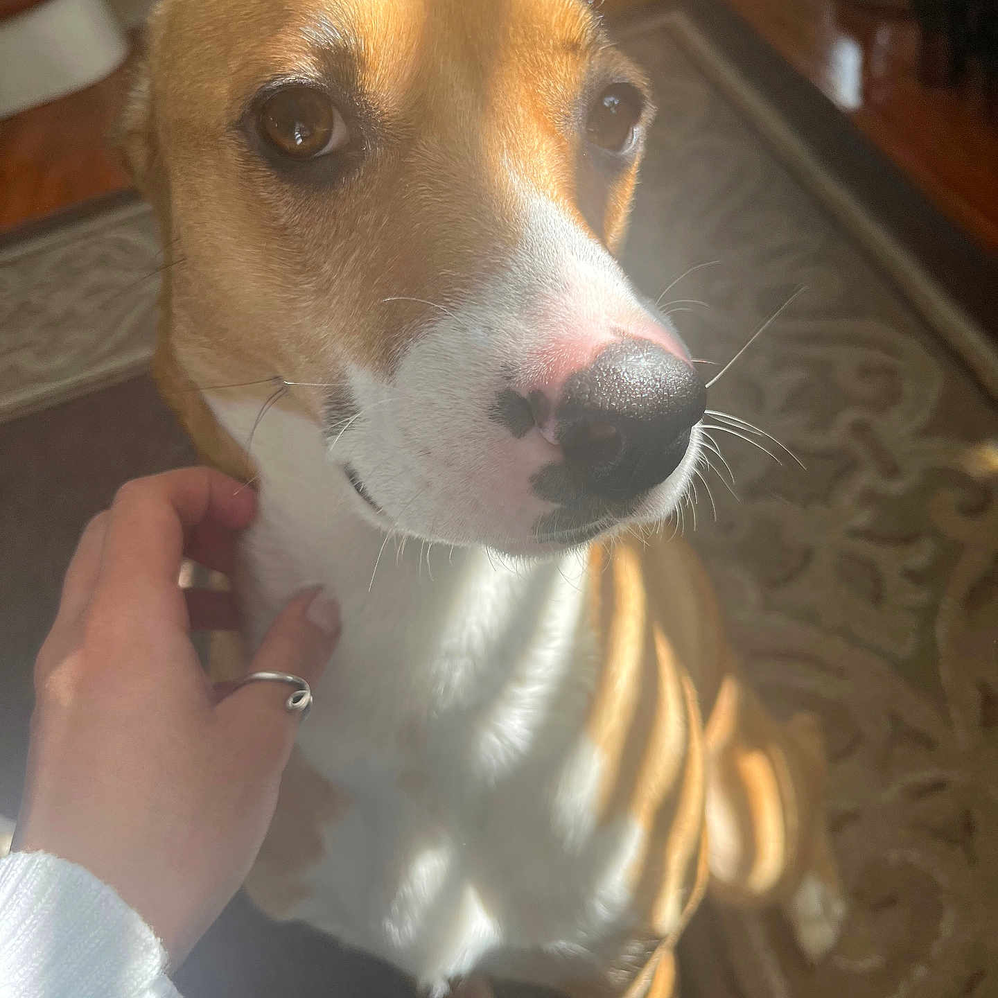 Lola